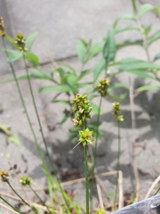 Carex muricata