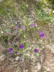 Legousia
