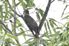 Hierococcyx sparverioides