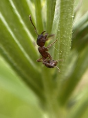 Leptothorax calderoni