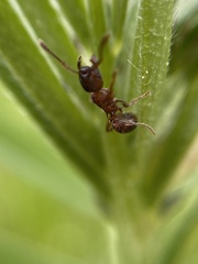 Leptothorax calderoni