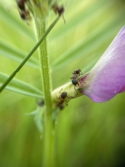 Leptothorax calderoni