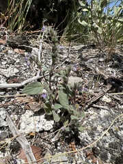 Phacelia vallicola