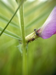 Leptothorax calderoni