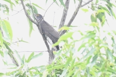 Hierococcyx sparverioides