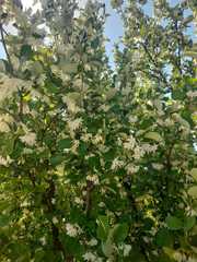 Styrax officinalis
