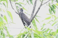 Hierococcyx sparverioides