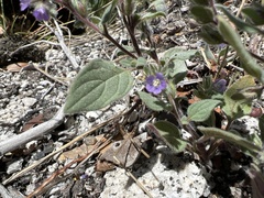 Phacelia vallicola