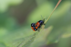 Cryptocephalus bipunctatus