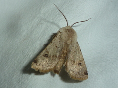 Agrotis cinerea