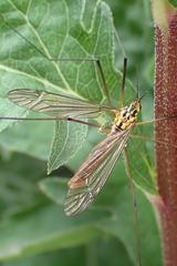 Nephrotoma submaculosa