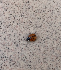 Coccinella septempunctata