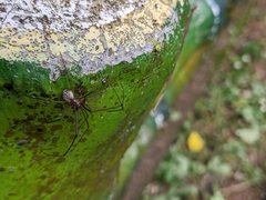 Tetragnatha keyserlingi