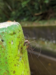 Tetragnatha keyserlingi
