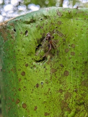 Tetragnatha keyserlingi