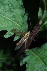 Nephrotoma submaculosa