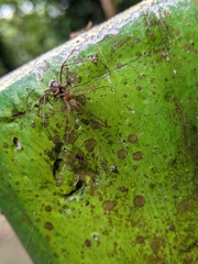 Tetragnatha keyserlingi
