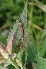 Nephrotoma submaculosa