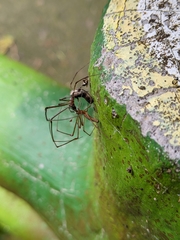 Tetragnatha keyserlingi