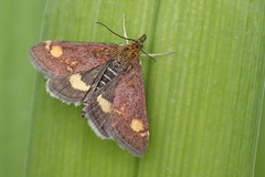 Pyrausta aurata