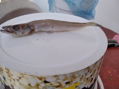 Merluccius merluccius