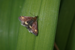 Pyrausta aurata