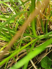 Carex muricata