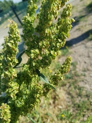 Rumex