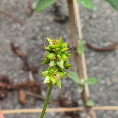 Carex muricata