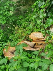 Cerioporus squamosus