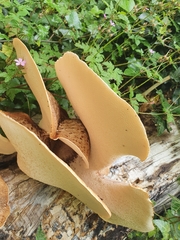 Cerioporus squamosus