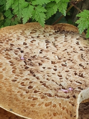 Cerioporus squamosus