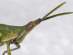 Atractomorpha crenulata