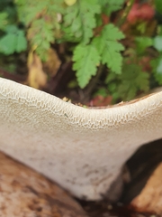 Cerioporus squamosus