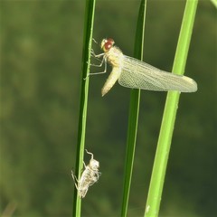 Celithemis elisa