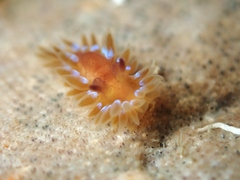 Caldukia rubiginosa