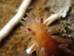 Caldukia rubiginosa