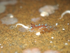 Caldukia rubiginosa