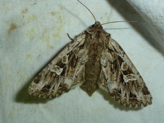 Pachetra sagittigera