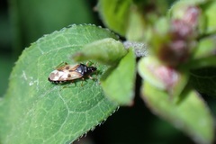 Anthocoris nemorum