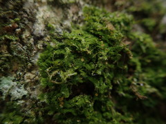 Coenogonium fruticulosum