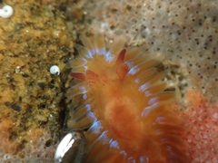Caldukia rubiginosa