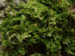 Coenogonium fruticulosum