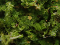 Coenogonium fruticulosum