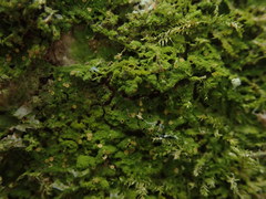 Coenogonium fruticulosum