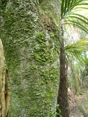 Coenogonium fruticulosum