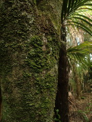 Coenogonium fruticulosum