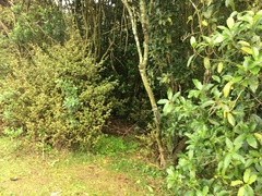 Melicytus ramiflorus