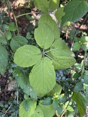 Cyphostemma buchananii