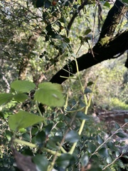 Cyphostemma buchananii
